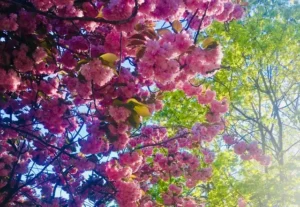 Kirschblüten