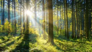 lichtdurchfluteter Wald